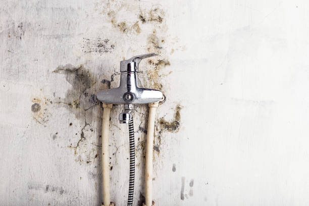 Reliable Nipomo, CA Mold Removal Solutions